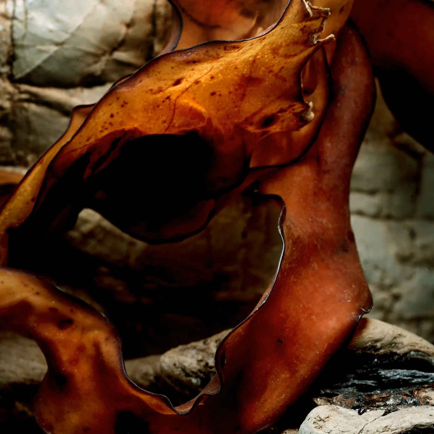 Thomas de Monaco Grand Beau - SNUD